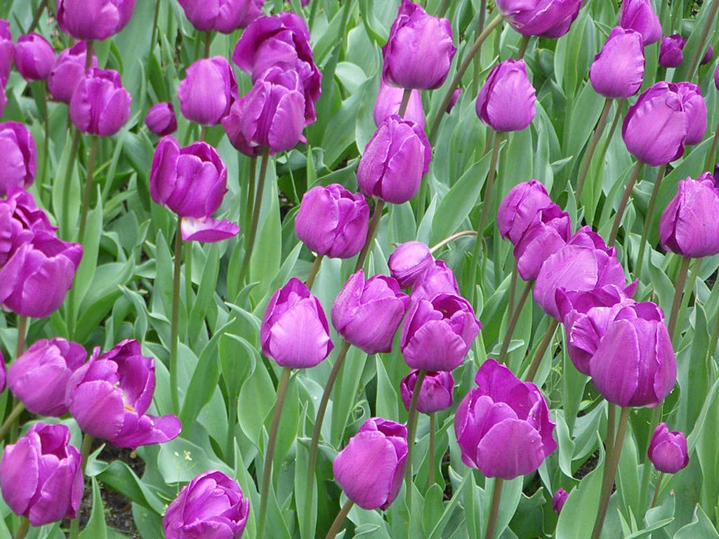 A tulipánok eredeti ültetési módjai a kertben