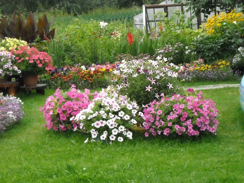 Hogyan és mikor kell petúniát ültetni a kertben?? Különleges termesztési jellemzők