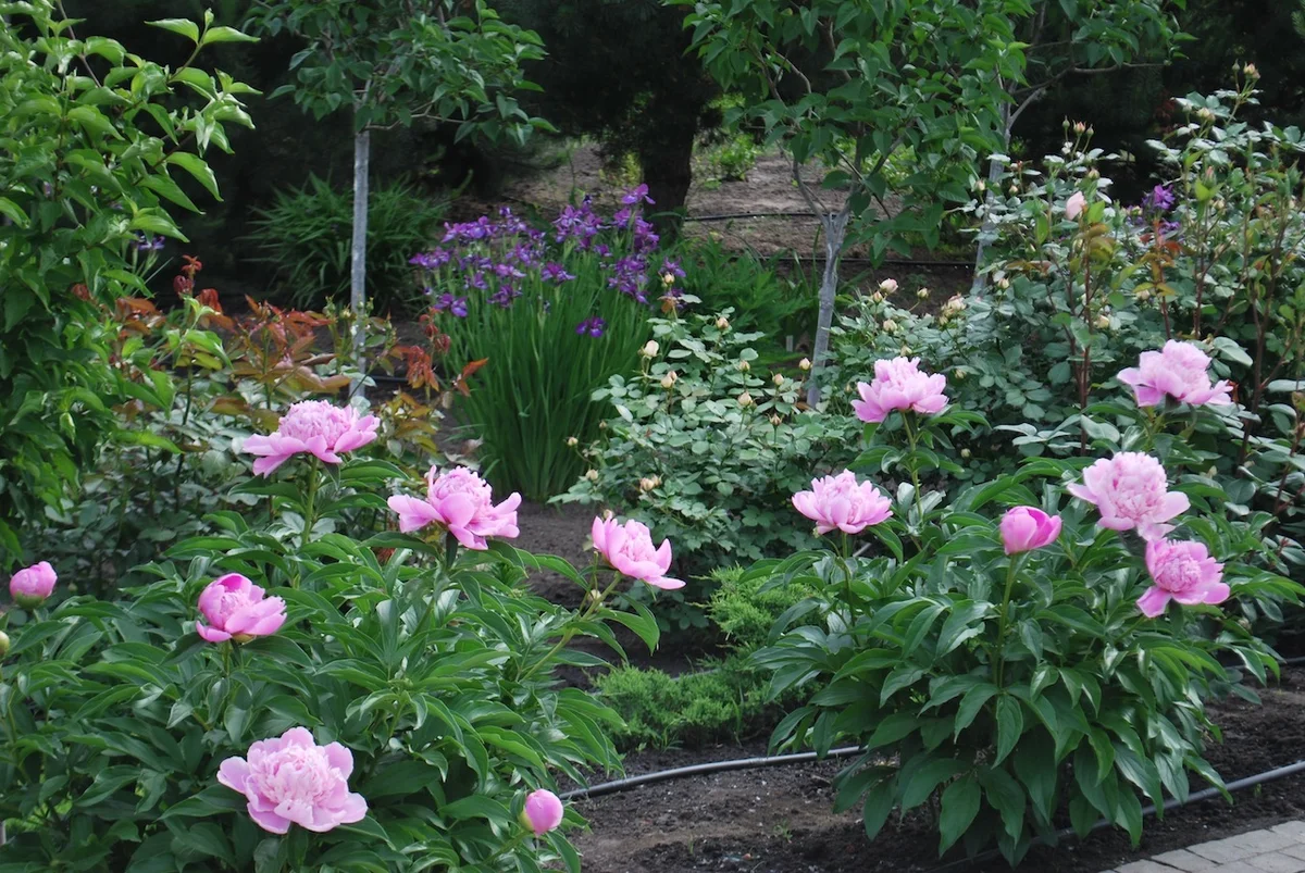 Mit kell ültetni bazsarózsa a kertben? Ápolási tippek