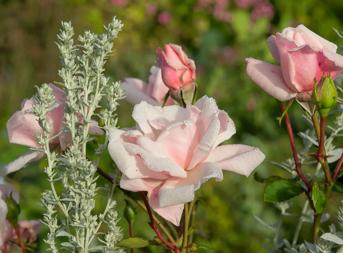 Mely növények a legjobb szomszédai a rózsáknak??