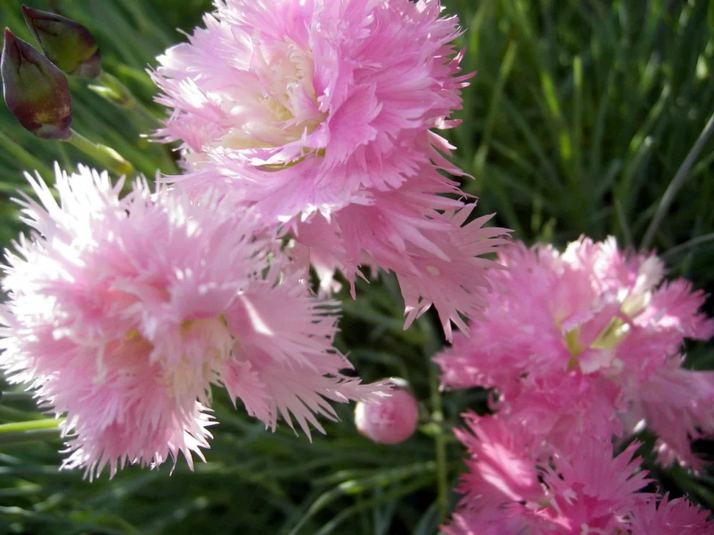 Az örökzöld frottír szegfűszeg egy gyönyörű virág, csodálatos illattal &#55356;&#57146;