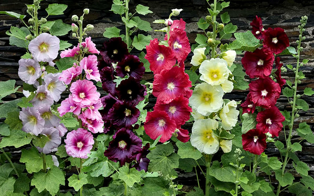 Romantikus kert: Milyen virágok a legjobbak a kertben?
