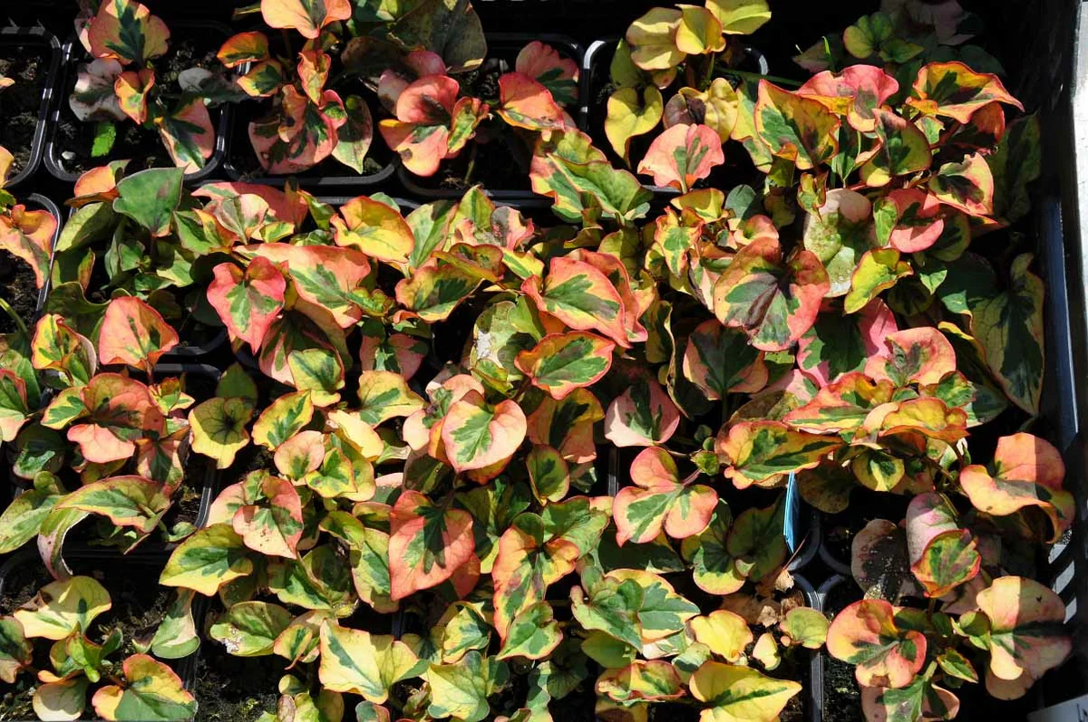 A Hauttuynia ideális növény egy kerti sziklakertbe ��