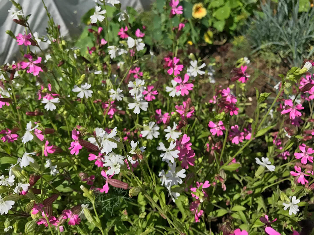Smolly - igénytelen virágok a kerti parcella díszítésére ��