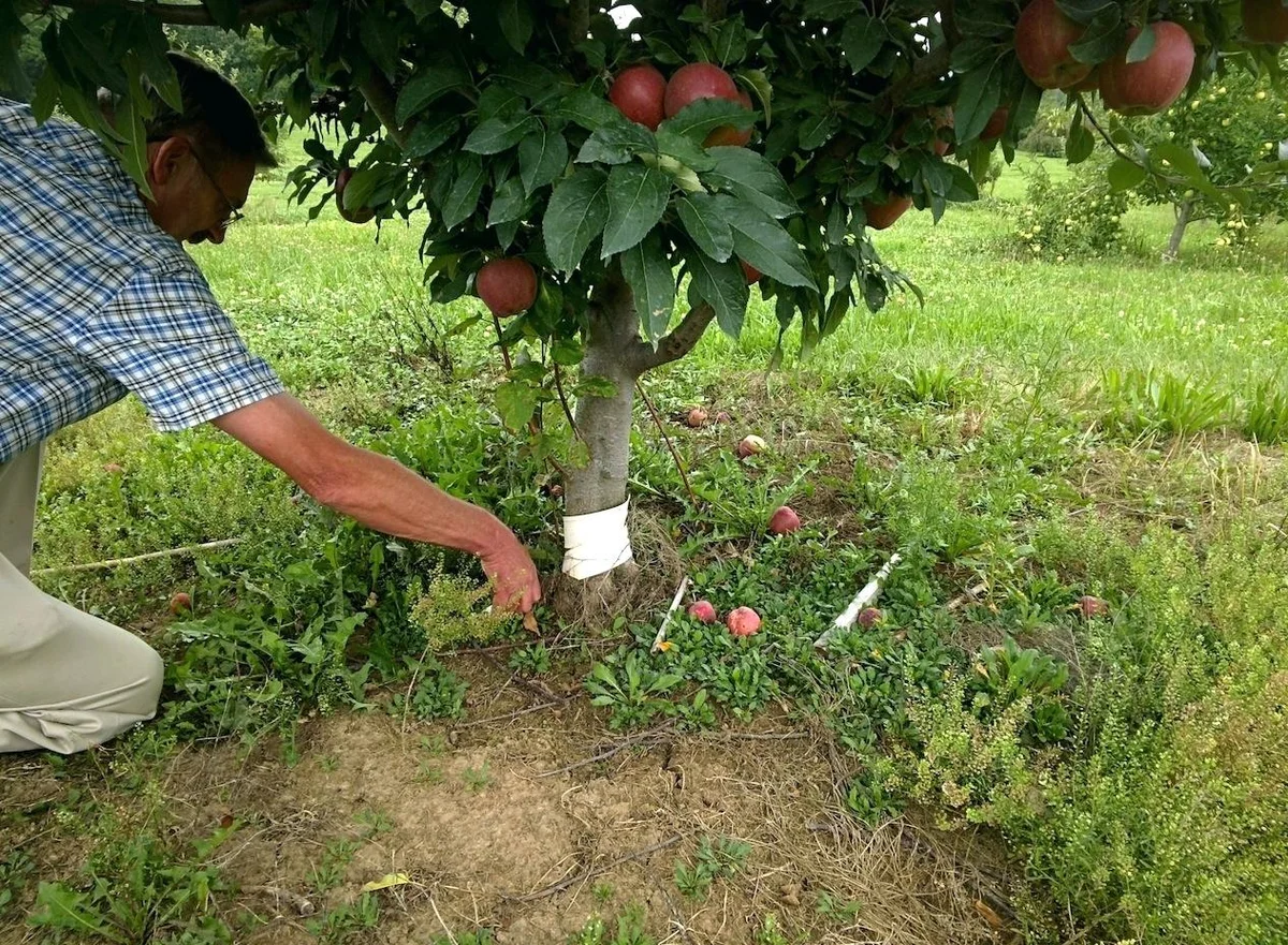 A gyümölcsfák szaporításának legegyszerűbb módjai a kertben
