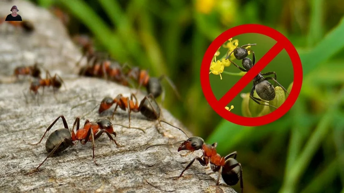 Hogyan lehet megszabadulni a hangyáktól a kertben a háztartási jóddal