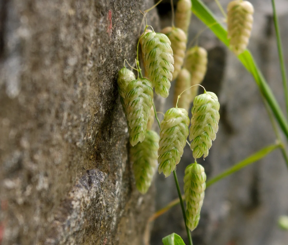 Briza vagy cickafarkfű: Egy szép fűszernövény a terasz dekorációjához