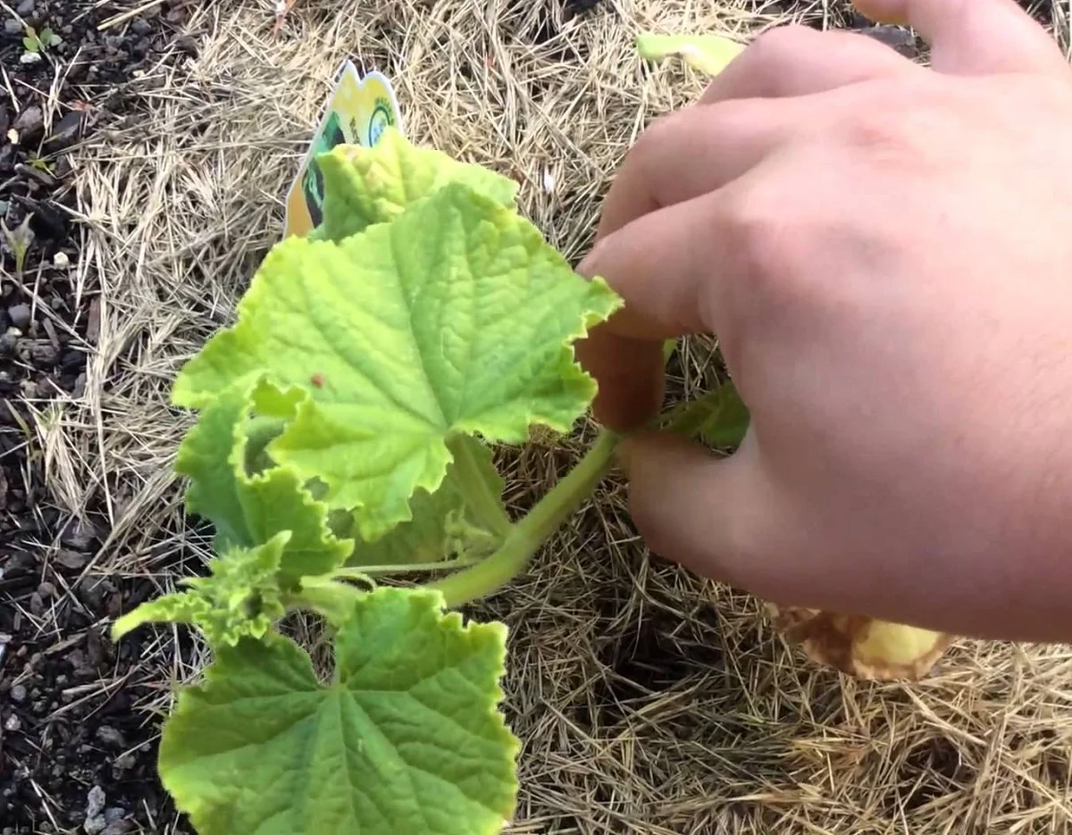 Miért kell mindig megmetszeni az uborkát termesztés közben?