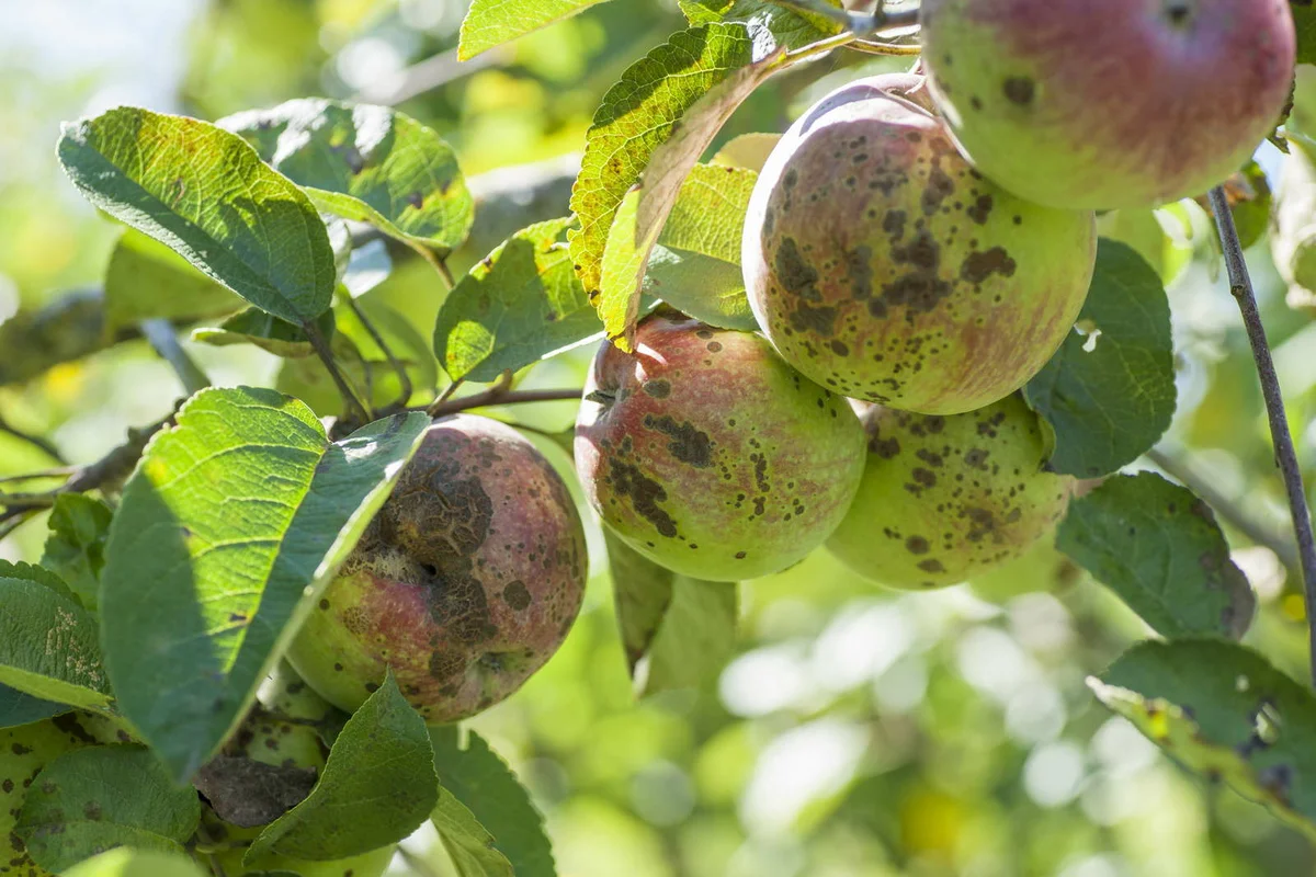 Hogyan kezeljük az almabetegséget: hasznos tippek