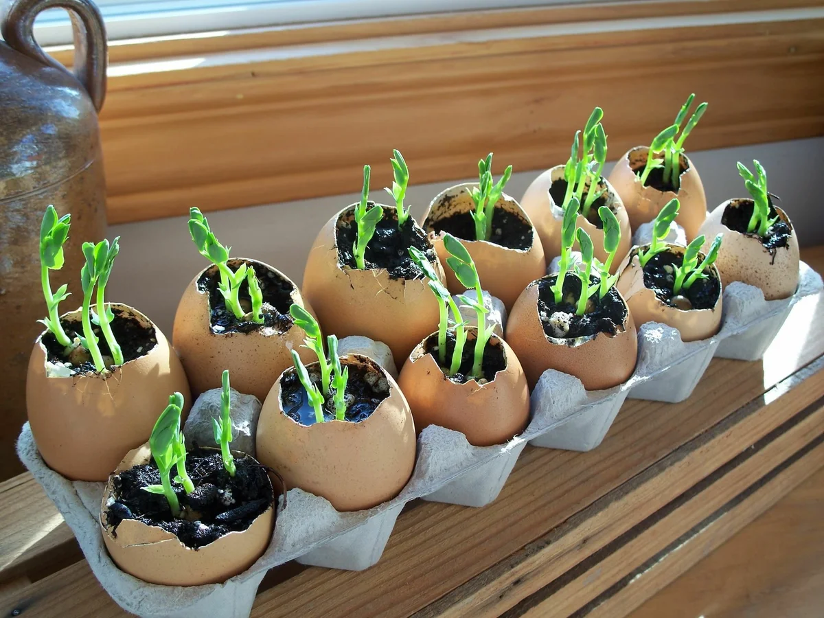 Hasznos dolgok a tojástartókkal a kertben: Érdekes ötletek