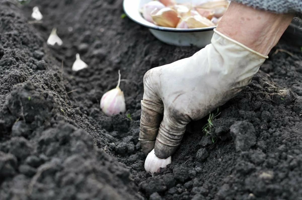 Hogyan kell helyesen ültetni a téli fokhagymát a kerti ágyásokba?