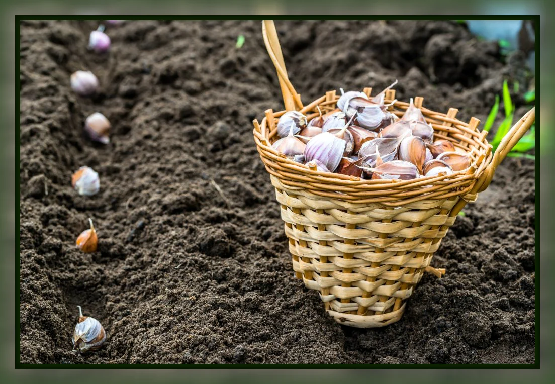 Hogyan kell helyesen ültetni a téli fokhagymát a kerti ágyásokba?