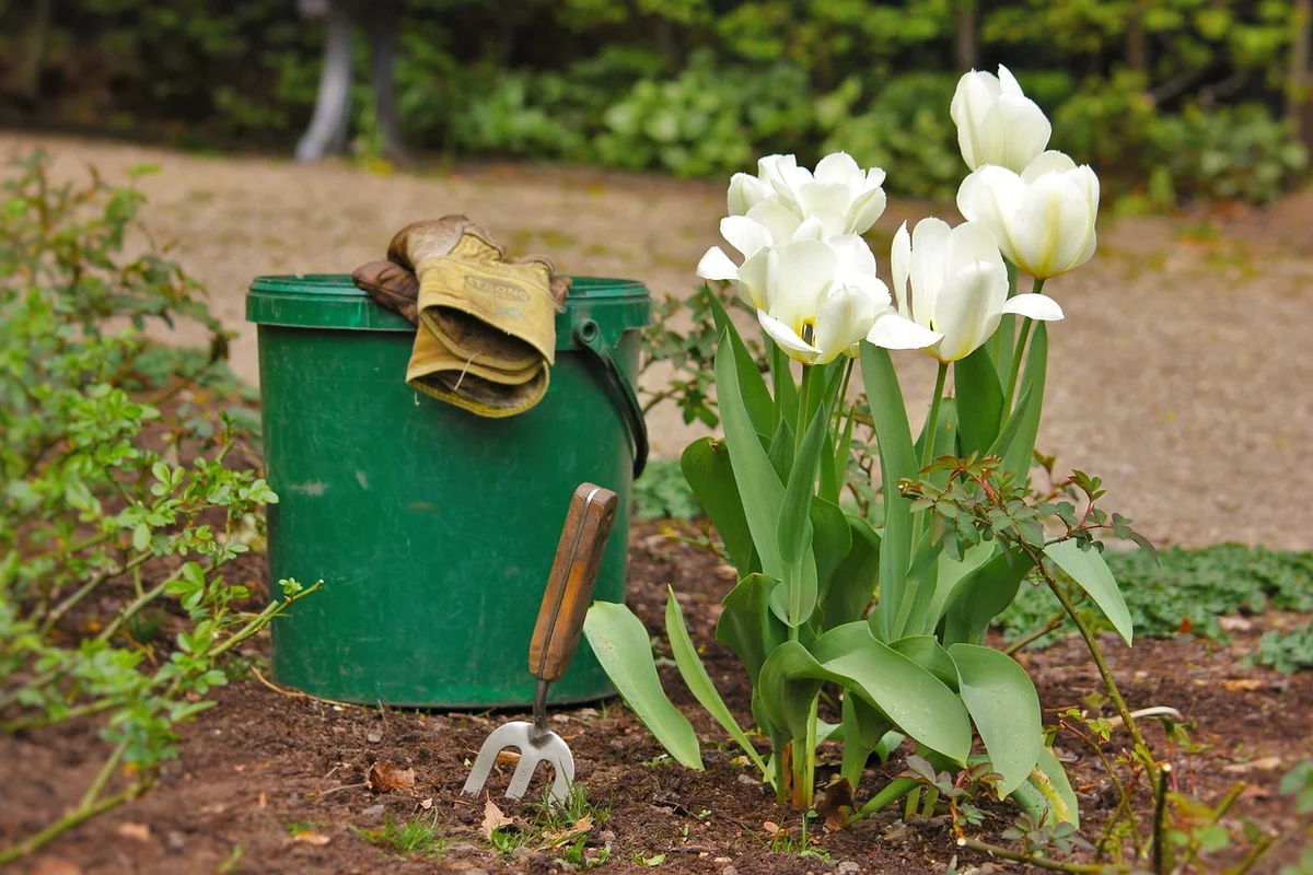 Az 5 fő hiba, amit a kertészek elkövetnek a tulipánok ültetésekor