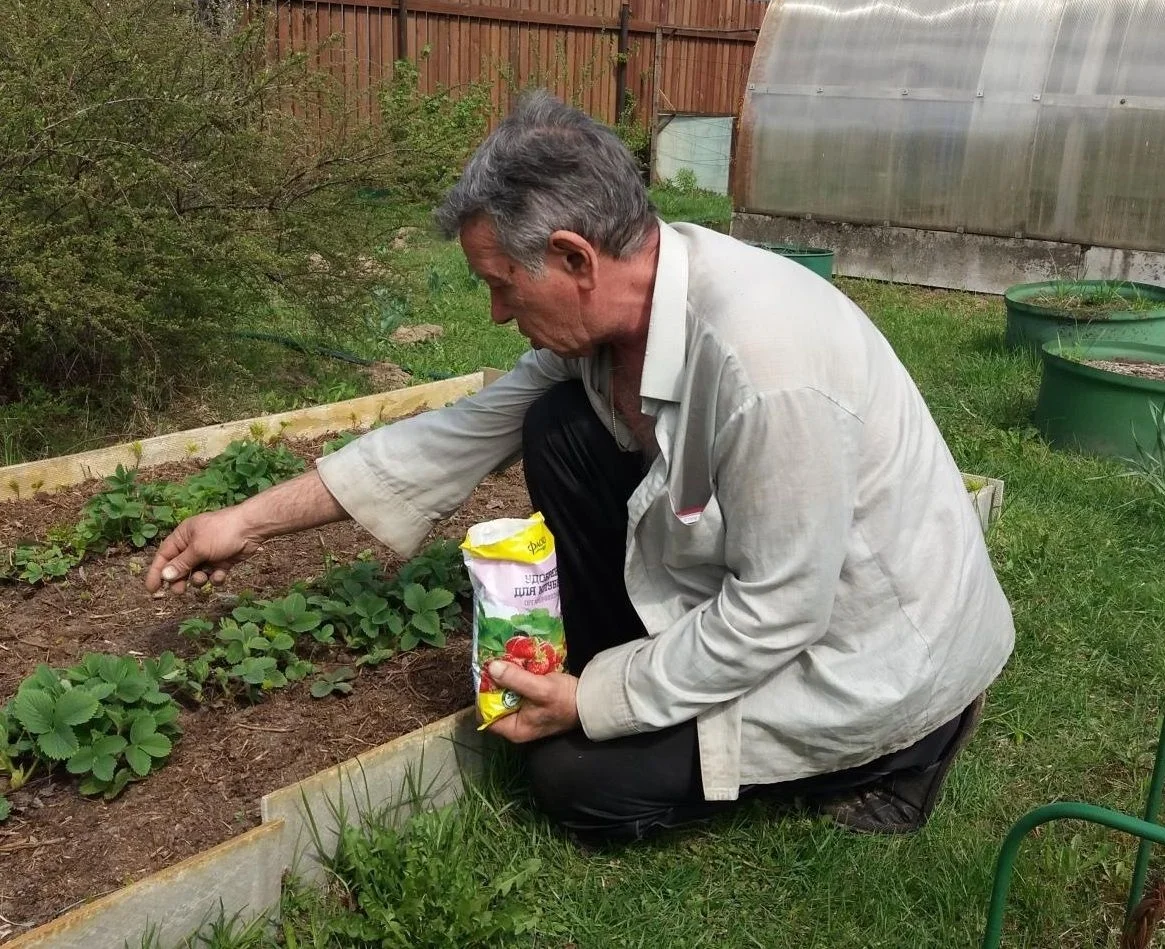 A leghasznosabb, leghatékonyabb és legegyszerűbb műtrágya a kerti szamóca számára