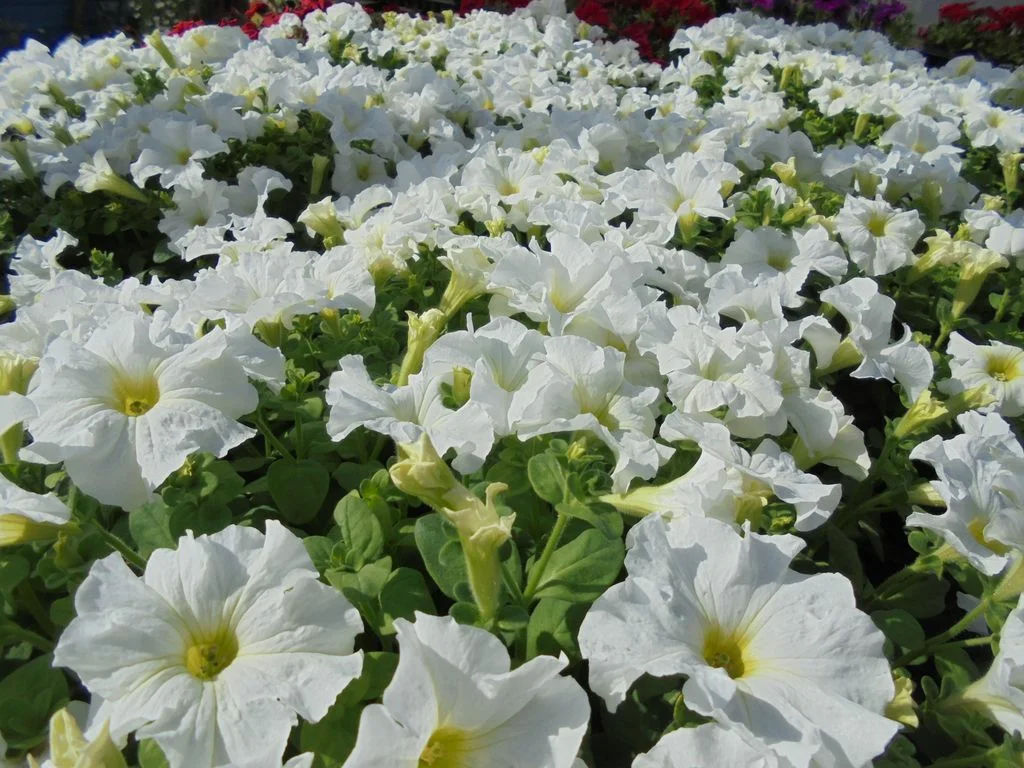 Fehér virágfajták a kert díszítésére
