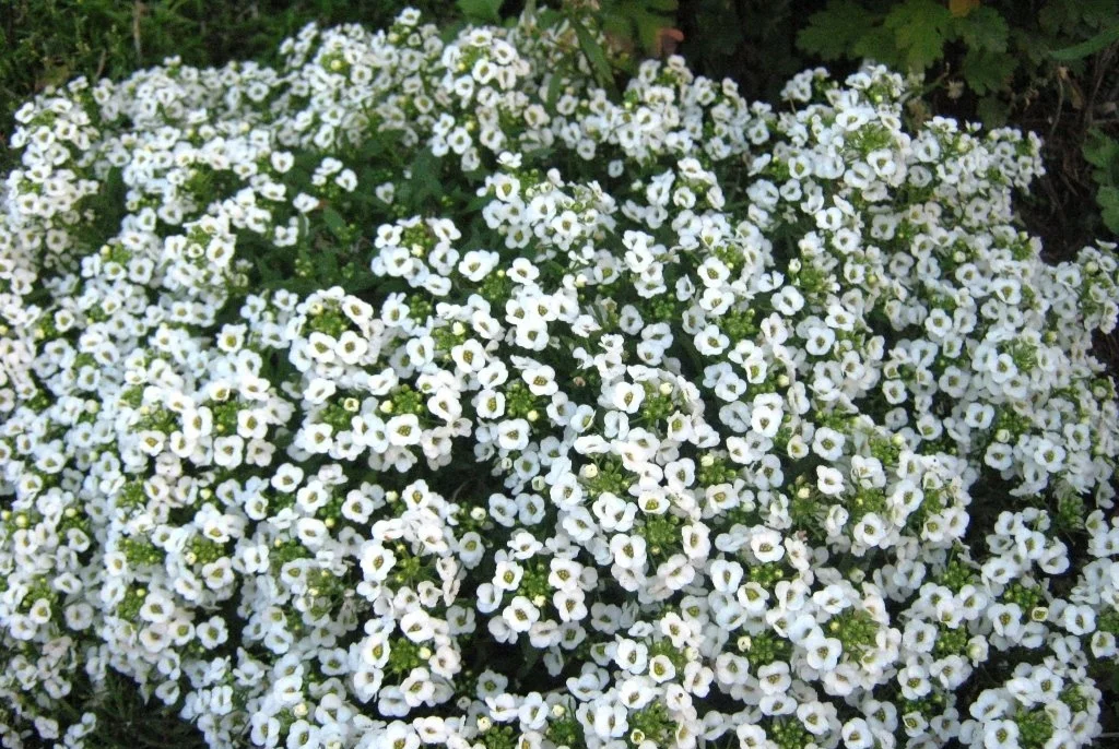Fehér virágfajták a kert díszítésére