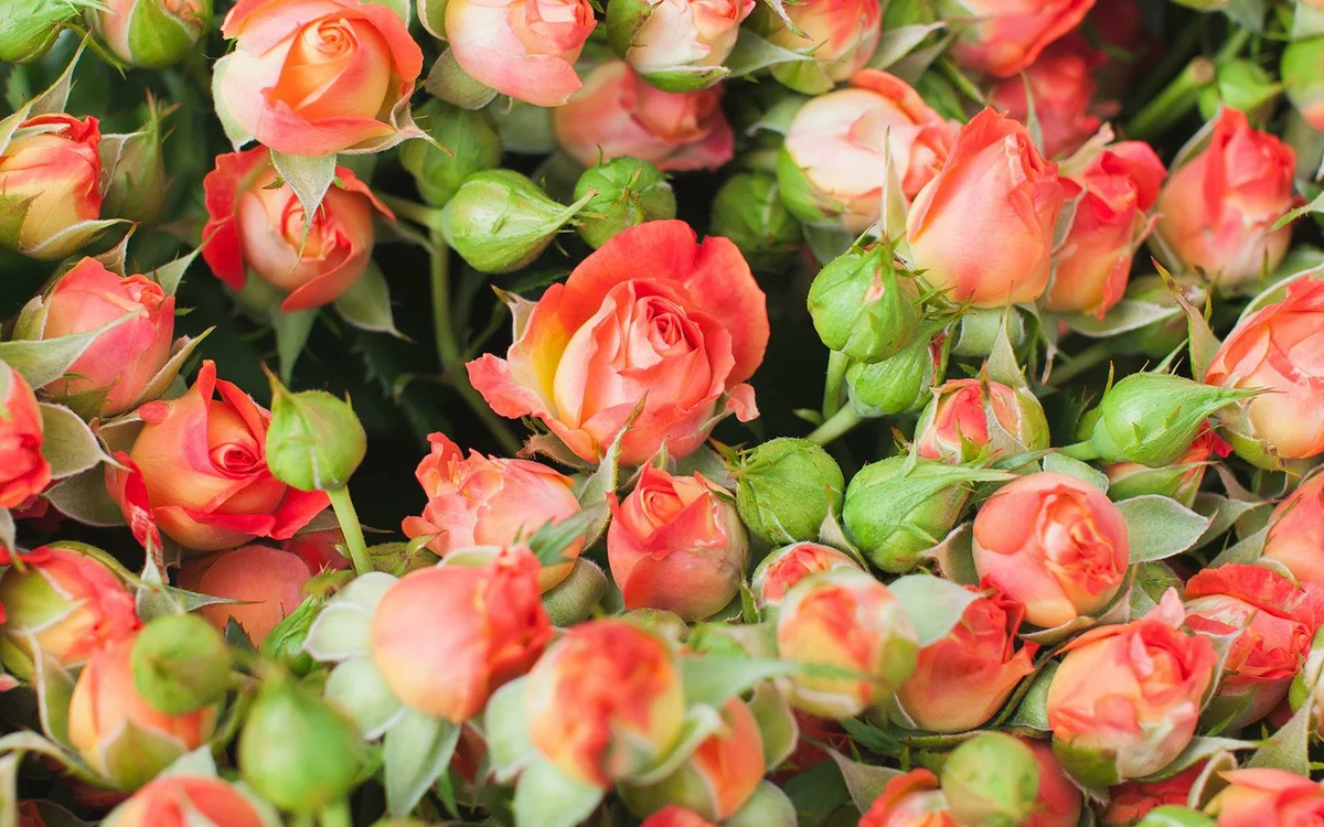 Hogyan ápoljuk a permetezett rózsákat, hogy egészségesen és illatosan nőjenek?