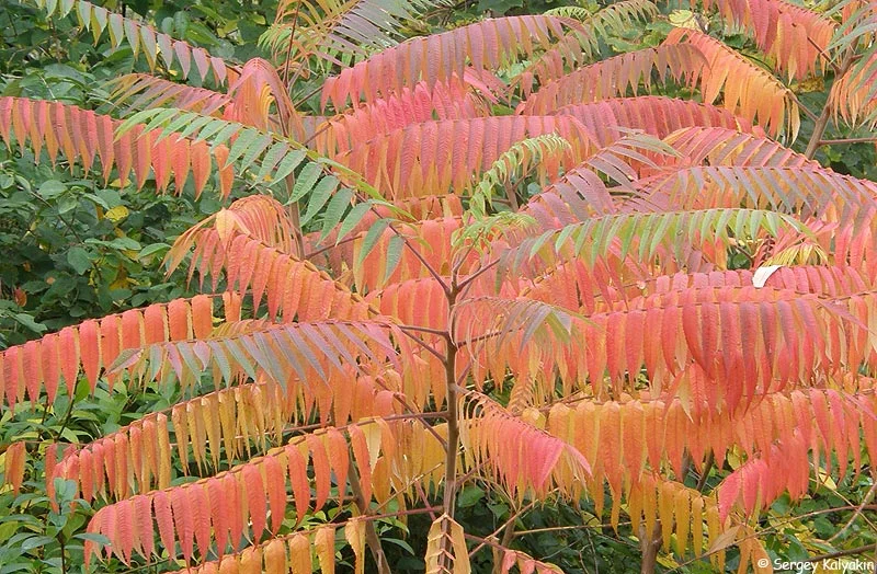 Még hét lenyűgöző őszi színű cserje