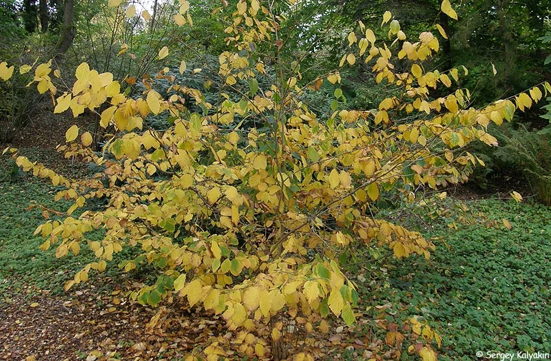 Még hét lenyűgöző őszi színű cserje