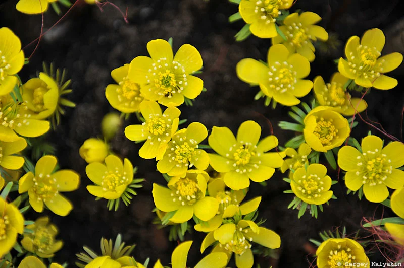 5 Kis hagymás virágok árnyékos virágágyásokba