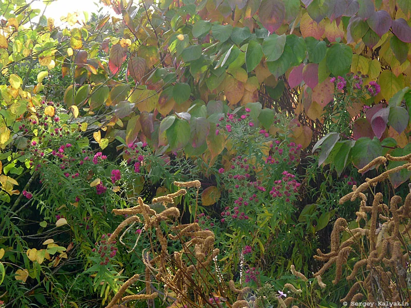 Mi virágzik a kertemben október közepén: 71 fotó