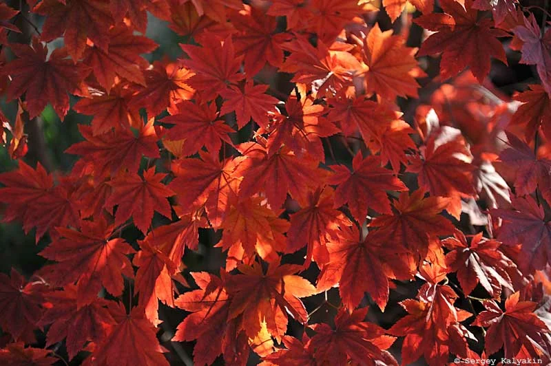 6 fa élénk őszi színekkel