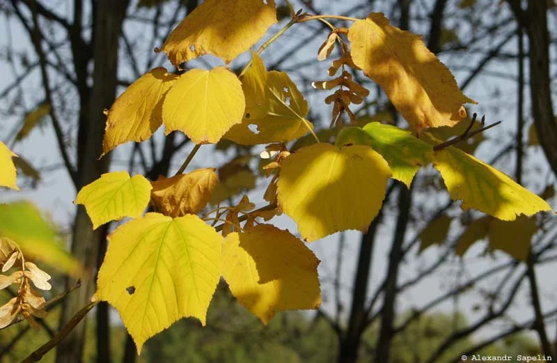 6 fa élénk őszi színekkel