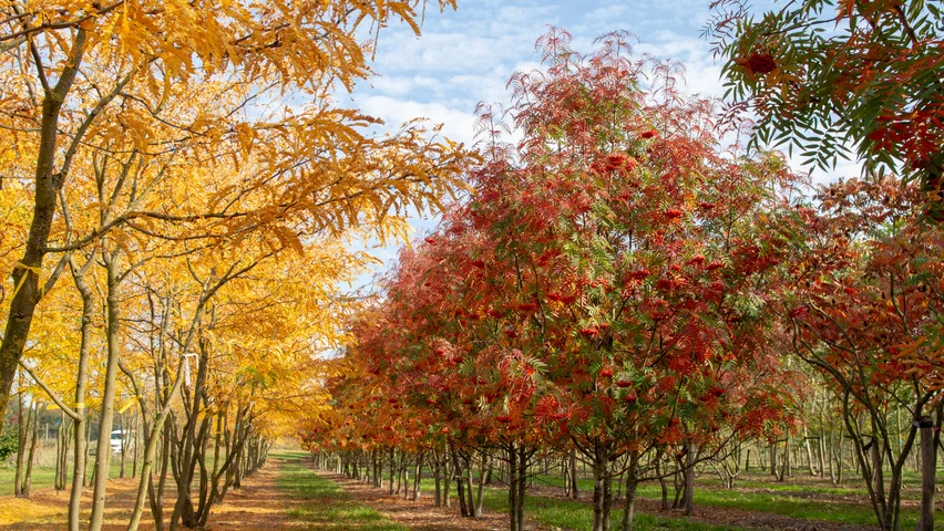 7 fák feltűnő őszi színekkel