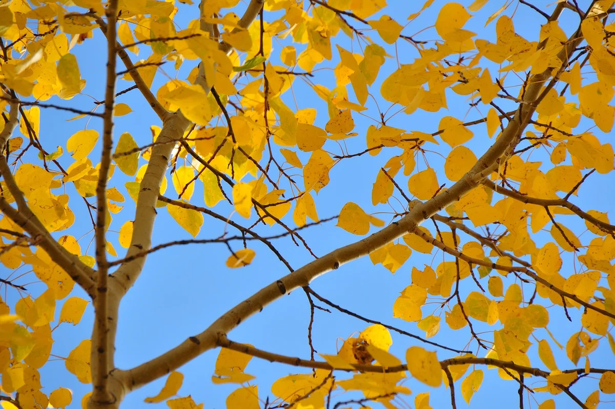 7 fák feltűnő őszi színekkel
