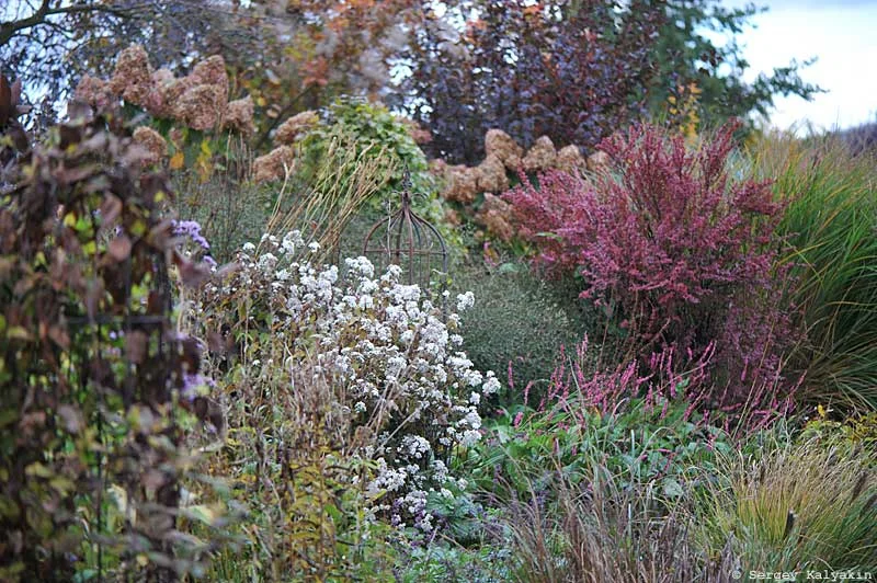 Mi virágzik a kertemben november elején: 52 fotó