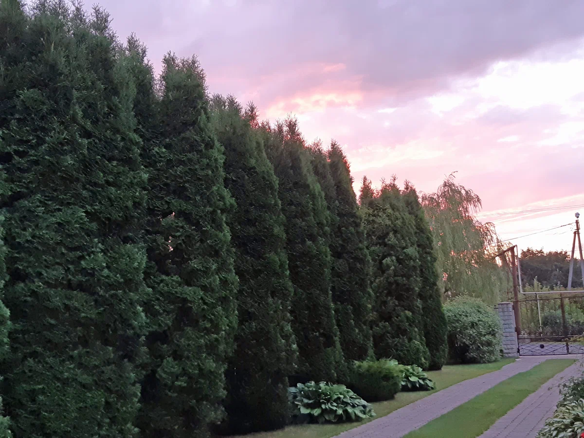 Tamara Shpilina újabb gyönyörű kertje Pécsváradon: a történet folytatódik