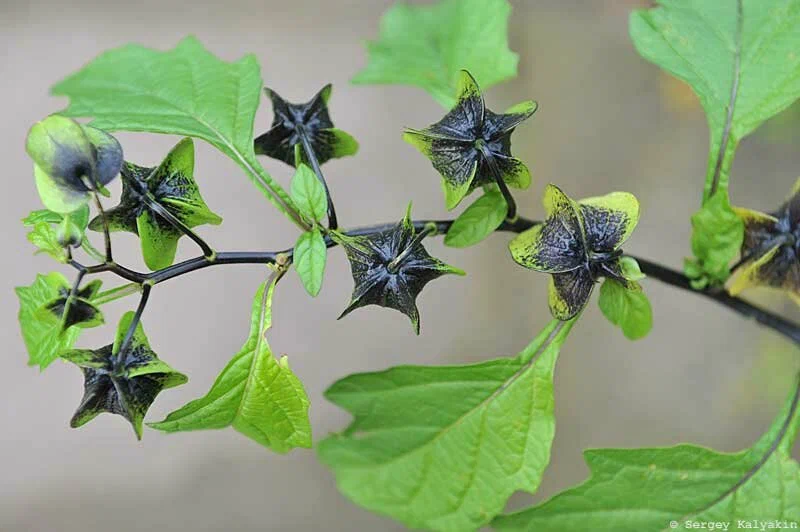 5 szokatlan egynyári növény