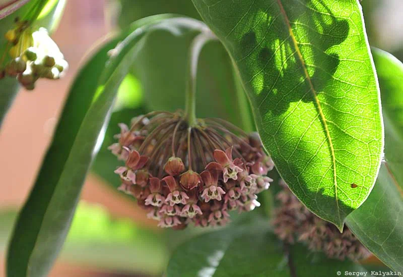 5 illatos évelő növény