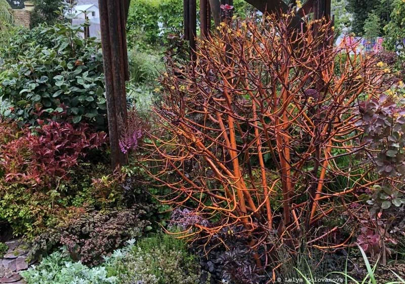 5 lombhullató fa és cserje, amelyek télen is megszépítik a kertet