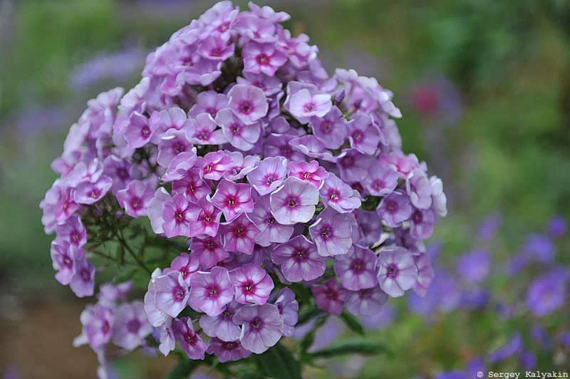 5 további illatos virág a kertben