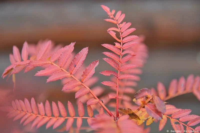 27 fa és cserje élénk őszi színekkel + videó