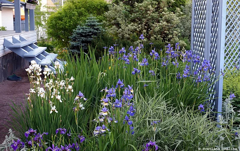 15 gyönyörű kert Szentpéterváron és a Leningrádi régióban