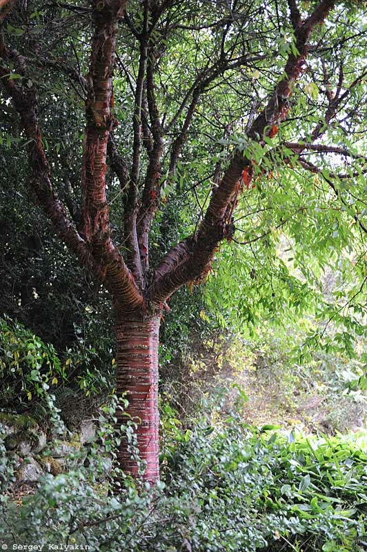 5 további lombhullató fa a téli kertben