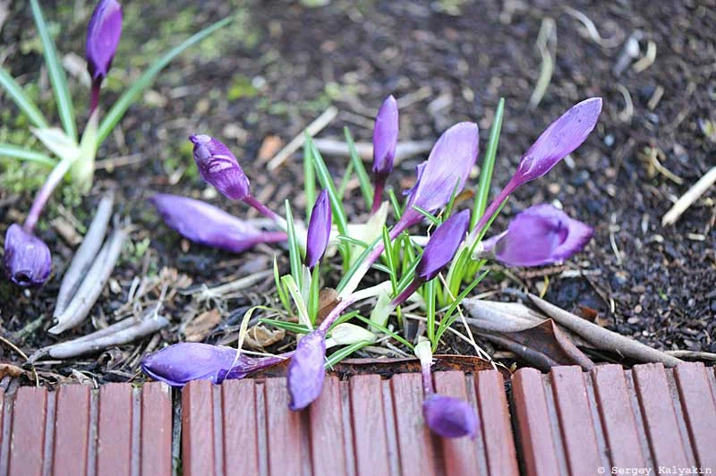 Kertem február végén: virágoznak a nárciszok