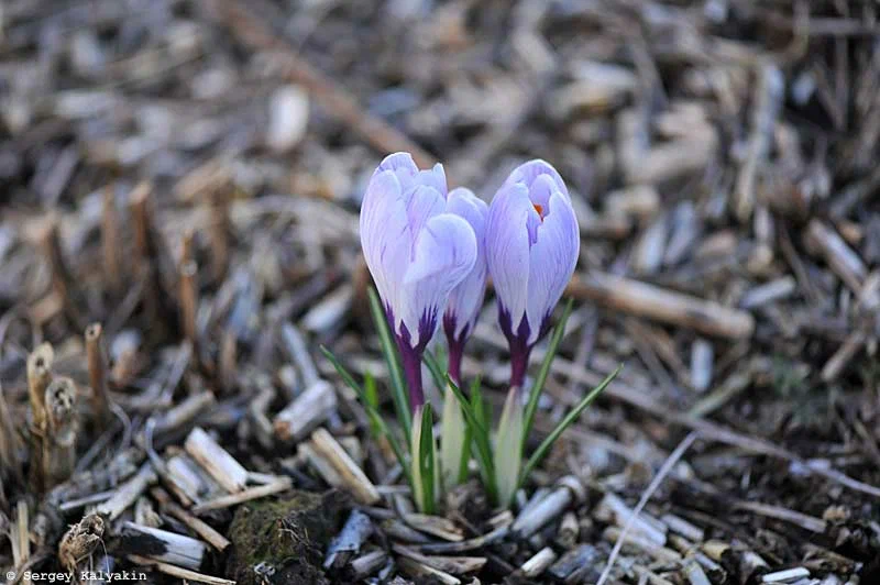 Kertem február végén: virágoznak a nárciszok