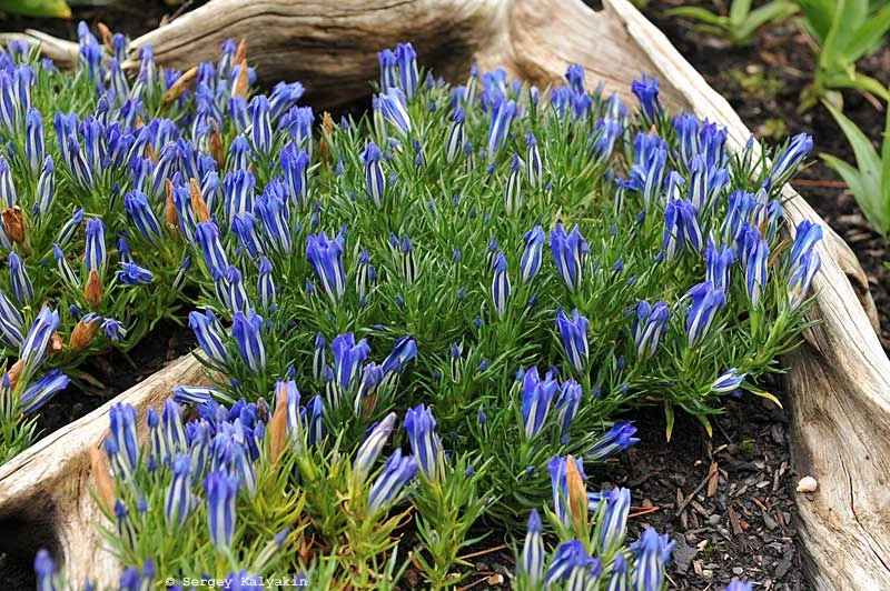5 Évelő növények kék virágokkal