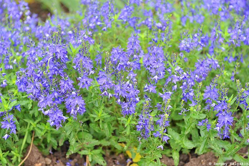 5 Évelő növények kék virágokkal