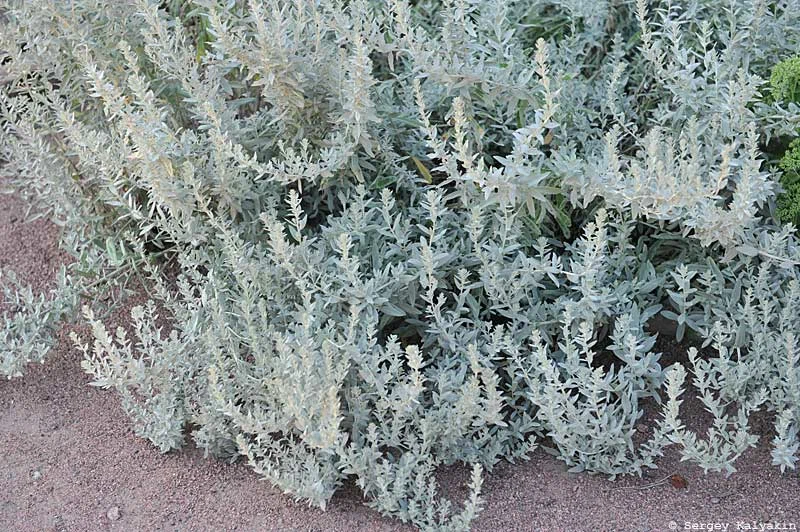 5 Évelő növények ezüst lombozatú