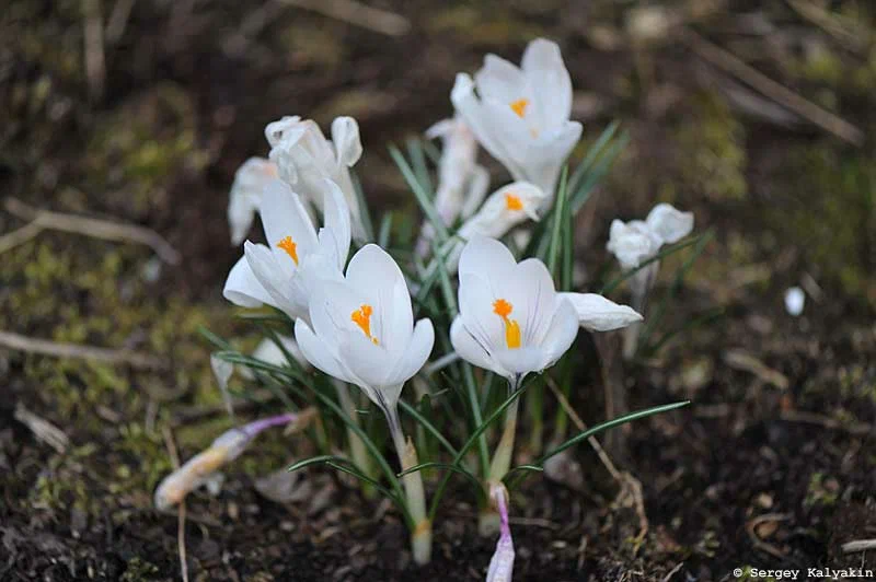 Kertem március közepén: virágoznak a fehér anemónák