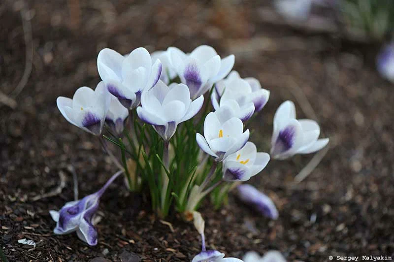 Kertem március közepén: virágoznak a fehér anemónák