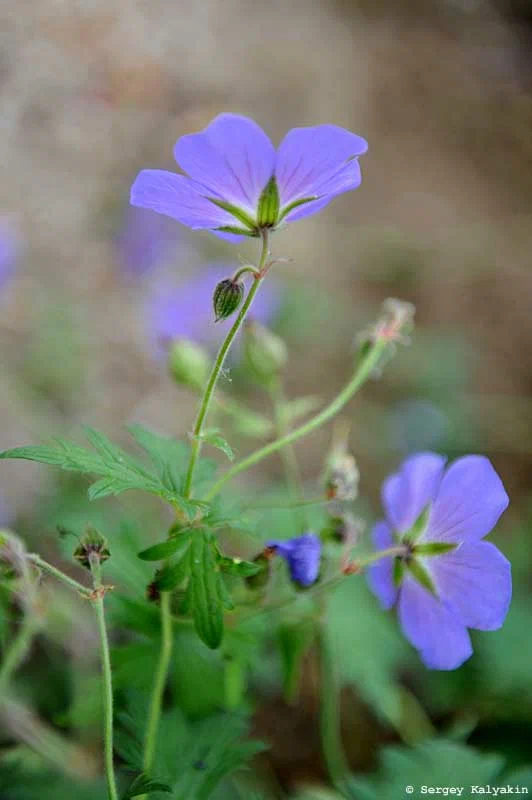5 további kék virágú évelő növény