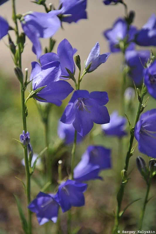 5 további kék virágú évelő növény