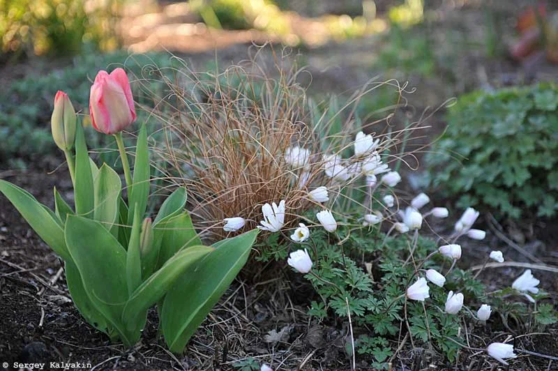 Kertem: virágzik a nárcisz és az első tulipánok is virágoznak