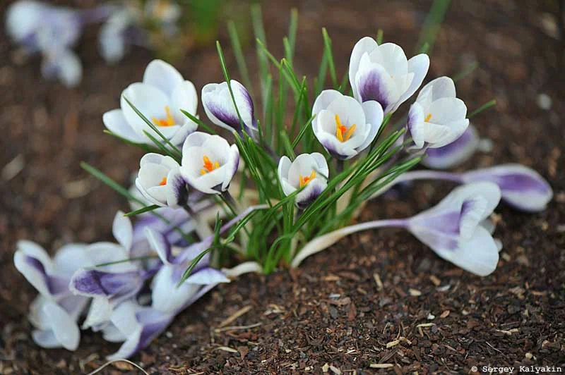 Kertem: virágzik a nárcisz és az első tulipánok is virágoznak