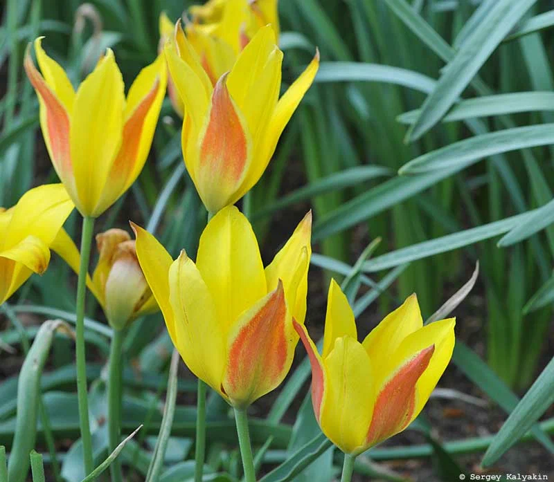 5 igénytelen tulipán - nem kell kiásni őket